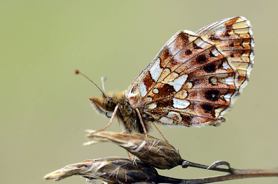 Boloria (Clossiana) dia